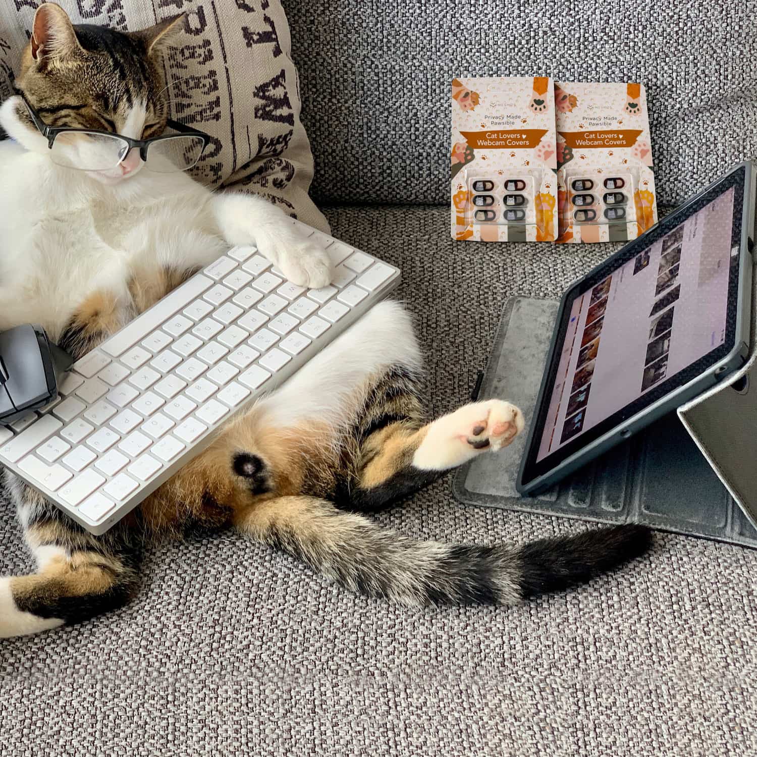 Cat working hard
